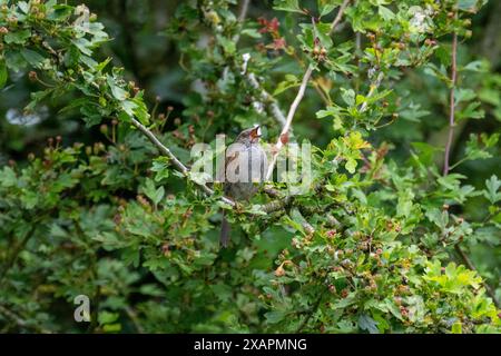 Dunnock [Prunella modularis] singt im späten Frühjahr in einem Sträucher in einem Vorstadtgarten. Stockfoto