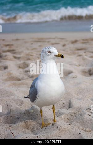 Nahaufnahme, Möwen schlendern an einem Sommertag um Miami Beach Stockfoto