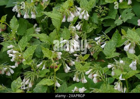 Symphytum officinale, gemeiner Beinwell, blühend im Frühjahr, Niederlande. Stockfoto