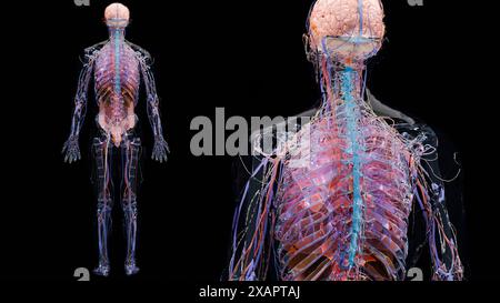 Menschliche Anatomie, innere Organe und Knochen, Atemwege- und Verdauungsteile und nervöse venöse Kreislaufteile auf schwarzem Hintergrund, Darm und Sto Stockfoto