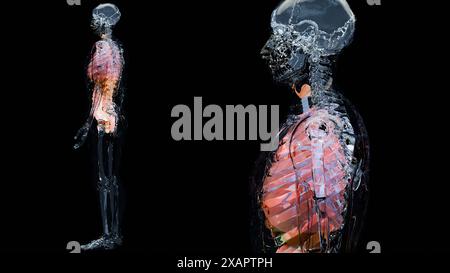 Menschliche Anatomie, innere Organe und Knochen, Atemwege- und Verdauungsteile und nervöse venöse Kreislaufteile auf schwarzem Hintergrund, Darm und Sto Stockfoto