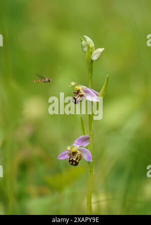 Bienenorchidee, Ophrys apifera, mit Wespe, Belgien. Stockfoto