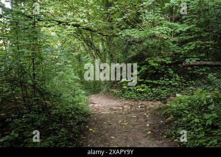 Wald am Berg Sint-Pieters Belgien Teil, Naturreservat Saint Peter, Kalkplateau, Eben-Emael, Belgien. Stockfoto