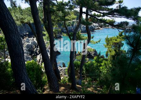 Donghae City, Südkorea - 18. Mai 2024: Ein ruhiger Blick durch die Bäume der malerischen Küste von Chuam. Die zerklüfteten Felsen und das türkisfarbene Wasser Stockfoto