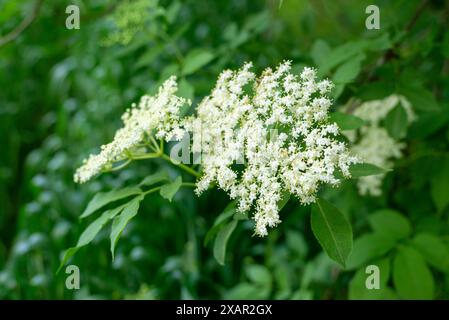 Kleine weiße Blüten von Holunderblüten (sambucus nigra) - Makro. Weiße Holunderblüten am sonnigen Sommertag. Schwarzer sambucus (Sambucus nigra) weiß Stockfoto