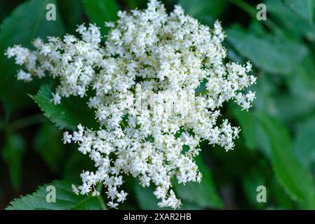 Kleine weiße Blüten von Holunderblüten (sambucus nigra) - Makro. Weiße Holunderblüten am sonnigen Sommertag. Schwarzer sambucus (Sambucus nigra) weiß Stockfoto