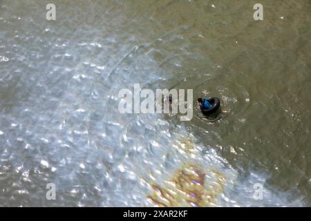 Dhaka, Bangladesch. Juni 2024. Öl ist aus einem Boot ausgelaufen, das am 8. Juni 2024 auf dem Buriganga River in Dhaka, Bangladesch, schwimmt. Trotz der Verschmutzung schwimmen zwei Menschen im verschmutzten Wasser in der Nähe. (Kreditbild: © Suvra Kanti das/ZUMA Press Wire) NUR REDAKTIONELLE VERWENDUNG! Nicht für kommerzielle ZWECKE! Stockfoto