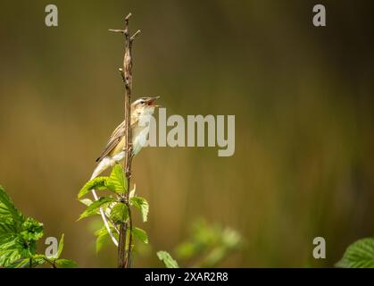 Sedler (Acrocephalus schoenobaenus) singen im ländlichen Worcestershire Stockfoto