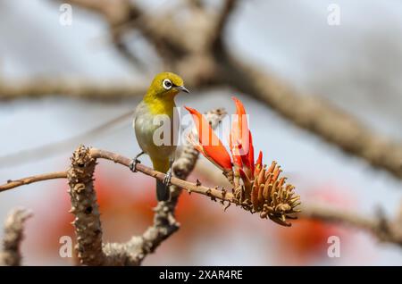 Das indische Weißauge, früher das orientalische Weißauge, ist ein kleiner Passerinvogel aus der Familie der Weißaugen. Es ist ein ansässiger Züchter im offenen Wald auf der Stockfoto