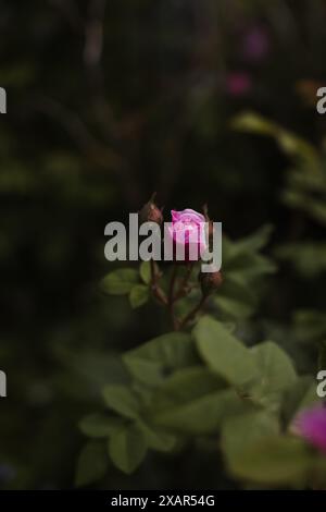 Rosenblüte, umgeben von vielen ungeöffneten Knospen mit grünen Blättern im Sommer, Makrofotografie, selektiver Fokus. Hagebuttenbaum und Blume Stockfoto