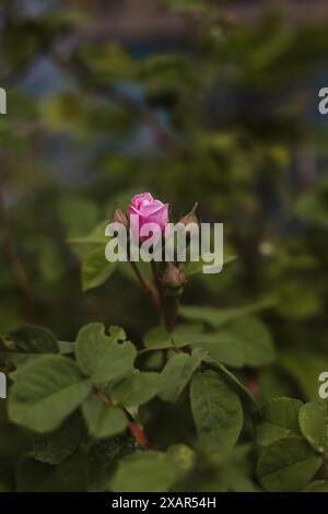 Rosenblüte, umgeben von vielen ungeöffneten Knospen mit grünen Blättern im Sommer, Makrofotografie, selektiver Fokus. Hagebuttenbaum und Blume Stockfoto