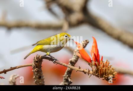 Das indische Weißauge, früher das orientalische Weißauge, ist ein kleiner Passerinvogel aus der Familie der Weißaugen. Es ist ein ansässiger Züchter im offenen Wald auf der Stockfoto