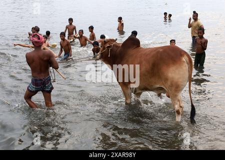 Dhaka, Dhaka, Bangladesch. Juni 2024. Ein Verkäufer badet seine Kühe im Fluss Buriganga in der Nähe des Kuhmarktes Dhaka Postogola. Anlässlich der bevorstehenden Eid-ul-Adha werden diese Kühe auf verschiedene Märkte in Dhaka zum Verkauf gebracht. (Kreditbild: © Syed Mahabubul Kader/ZUMA Press Wire) NUR REDAKTIONELLE VERWENDUNG! Nicht für kommerzielle ZWECKE! Stockfoto