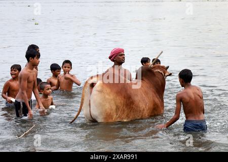 Dhaka, Dhaka, Bangladesch. Juni 2024. Ein Verkäufer badet seine Kühe im Fluss Buriganga in der Nähe des Kuhmarktes Dhaka Postogola. Anlässlich der bevorstehenden Eid-ul-Adha werden diese Kühe auf verschiedene Märkte in Dhaka zum Verkauf gebracht. (Kreditbild: © Syed Mahabubul Kader/ZUMA Press Wire) NUR REDAKTIONELLE VERWENDUNG! Nicht für kommerzielle ZWECKE! Stockfoto