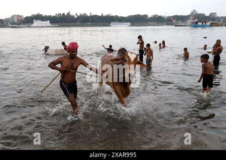 Dhaka, Dhaka, Bangladesch. Juni 2024. Ein Verkäufer badet seine Kühe im Fluss Buriganga in der Nähe des Kuhmarktes Dhaka Postogola. Anlässlich der bevorstehenden Eid-ul-Adha werden diese Kühe auf verschiedene Märkte in Dhaka zum Verkauf gebracht. (Kreditbild: © Syed Mahabubul Kader/ZUMA Press Wire) NUR REDAKTIONELLE VERWENDUNG! Nicht für kommerzielle ZWECKE! Stockfoto