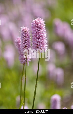 Nahaufnahme der rosafarbenen Persicaria Bistorta „Superba“ Blumenköpfe, die in einer Sommerblumengrenze in England, Großbritannien, blühen Stockfoto