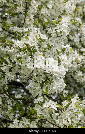 Schöne weiße Blüte von Prunus Taihaku (weißer Kirschbaum) blüht im April/Mai in einem englischen Garten, England, Großbritannien Stockfoto