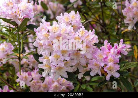 Nahaufnahme eines hübschen rosafarbenen Rhododendrons, der im Frühjahr im Westonbirt Arboretum, Gloucestershire, England, Großbritannien, blüht Stockfoto