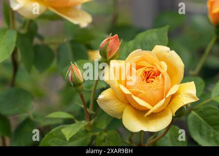 Nahaufnahme eines wunderschönen einzelnen gelben Rosenblütenkopfes und Rosenknospen, die im englischen Garten im Juni, England, Großbritannien, blühen Stockfoto