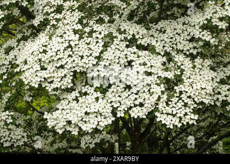 Cornus kousa var. Chinensis oder chinesischer Hartholzbaum blüht im Juni in einem englischen Garten, England, Großbritannien Stockfoto