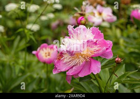 Nahaufnahme der Seitenansicht einer pinken Pfingstrose (Paeonia) in voller Blüte in einem englischen Garten im Juni, England, Großbritannien Stockfoto