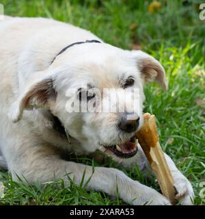 Ein Mischhund, heller Hund, der an einem Knochen auf dem Rasen nagt. Stockfoto