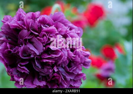 Nahaufnahme einer violetten Doppelmohnblume mit leuchtendem rot-grünem Hintergrund, mit detaillierten Blütenblättern. Stockfoto