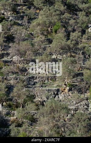 Rotes de Caimari, Gemeinde Selva, Brunnen von kulturellem Interesse, Mallorca, Balearen, Spanien. Stockfoto