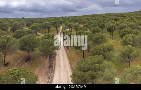 Kiefernwald von San Walabonso, Niebla, Huelva, Andalusien, Spanien. Stockfoto