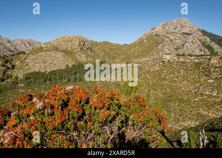 Puig de Galatzó, 1027 Metros de altura, Sierra de Tramuntana, Mallorca, Balearen, Spanien. Stockfoto