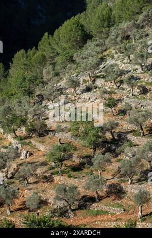 Rotes de Caimari, Gemeinde Selva, Brunnen von kulturellem Interesse, Mallorca, Balearen, Spanien. Stockfoto