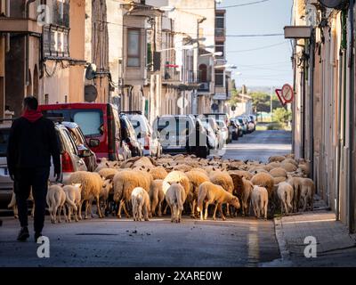 Schafherde, die die Stadt Llucmajor zwischen den Autos durchquert, Mallorca, Balearen, Spanien. Stockfoto