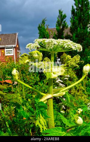 Heracleum sosnowskyi, Sosnowsky's Hogweed ist eine invasive außerirdische Art der Europäischen Union. Es ist gefährlich für den Menschen, weil selbst kleine Tropfen des p Stockfoto