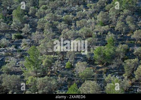 Rotes de Caimari, Gemeinde Selva, Brunnen von kulturellem Interesse, Mallorca, Balearen, Spanien. Stockfoto