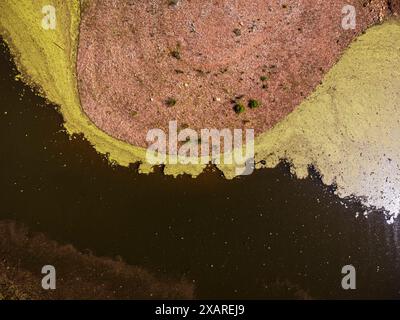 Pollen im Wasser, Stausee Retortillo, Naturpark Sierra de Hornachuelos, Provinz Córdoba, Andalusien, Spanien. Stockfoto