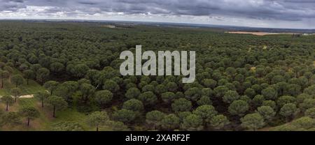Kiefernwald von San Walabonso, Niebla, Huelva, Andalusien, Spanien. Stockfoto