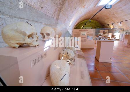 Talaiotische Schädel, Bronzezeit, Museu Municipal de Ciutadella,. Bastió de sa Font, Ciutadella, Menorca, Spanien. Stockfoto