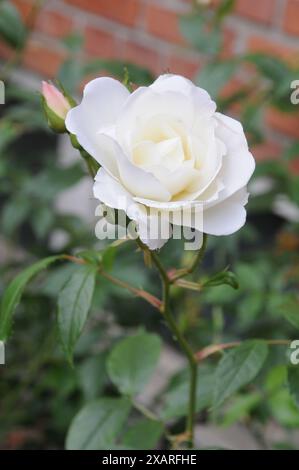 20 Stück Pflanzenstützen Halbrund - Gartenhilfe Aus Kunststoff Für Rosen, Sukkulenten & Mehr