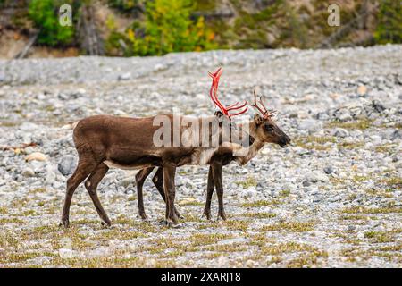 Ein männlicher und weiblicher Waldkaribou (Rangifer tarandus caribou) in der Nähe des Munch Lake in den nördlichen Rocky Mountains von British Columbia Stockfoto