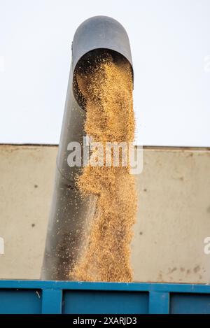 Reiskörner, die von einem Mähdrescher in einen Anhänger für den Transport nach der Ernte auf der Isla Mayor, Sevilla, Spanien, entladen werden. Stockfoto