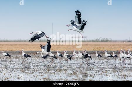 Herde von Weißstörchen in einem Reisfeld auf der Isla Mayor, im Marschland von Doñana, Sevilla, Spanien. Stockfoto