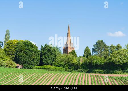 Reihen von Kartoffelkulturen auf einem Feld mit einer Kirche und Bäumen im Hintergrund, englische Landschaft Stockfoto