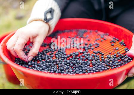 Nahaufnahme einer Hand, die Blaubeeren in einem roten Sortiertablett sortiert. Norwegische Berge Stockfoto