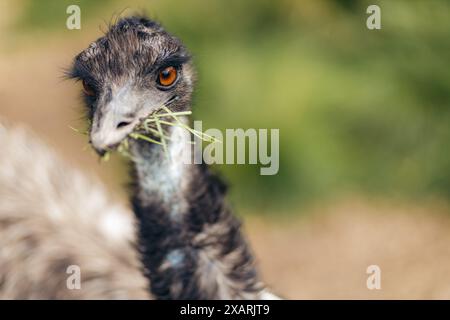Nahaufnahme der emu, die in die Kamera schaut, mit Heu im Mund. Norwegischer Bauernhof. Stockfoto