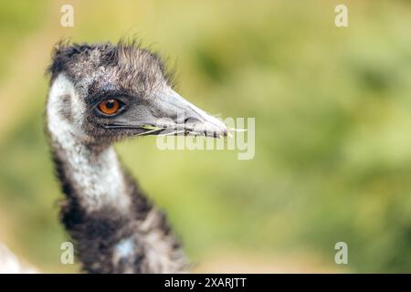 Nahaufnahme der emu, die zur Seite schaut, mit Heu im Mund. Norwegischer Bauernhof. Stockfoto