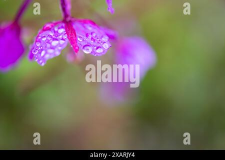 Eine Nahaufnahme einer rosa Blüte mit mehreren Tau-Tropfen auf grünem Hintergrund. Gefunden im norwegischen Wald. Stockfoto