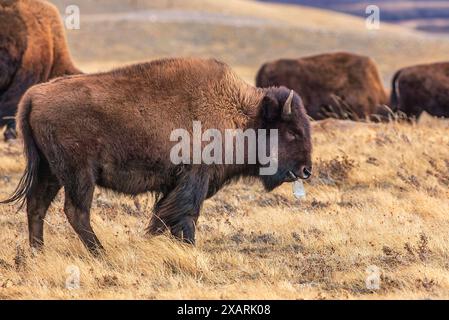 Ein Plains Bison, der an einer Plastikflasche kaut, die von einem Touristen weggeworfen wurde Stockfoto