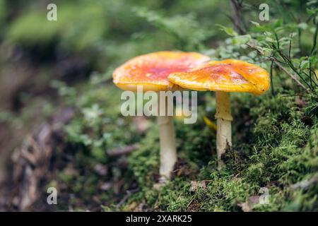 Nahaufnahme von zwei Rotfliegenpilzen auf grünem Waldgrund, norwegischem Wald. Stockfoto