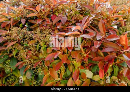 Photinia rotkehlchen mit wunderschönem rotem immergrünem Laub Stockfoto