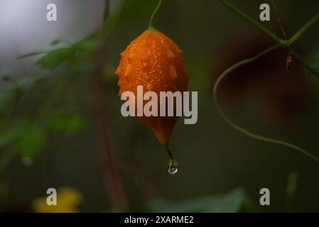 Bitter Melon (Momordica charantia), auch bekannt als Balsamapfel, Bitterkürbis oder Bitterkürbis Stockfoto